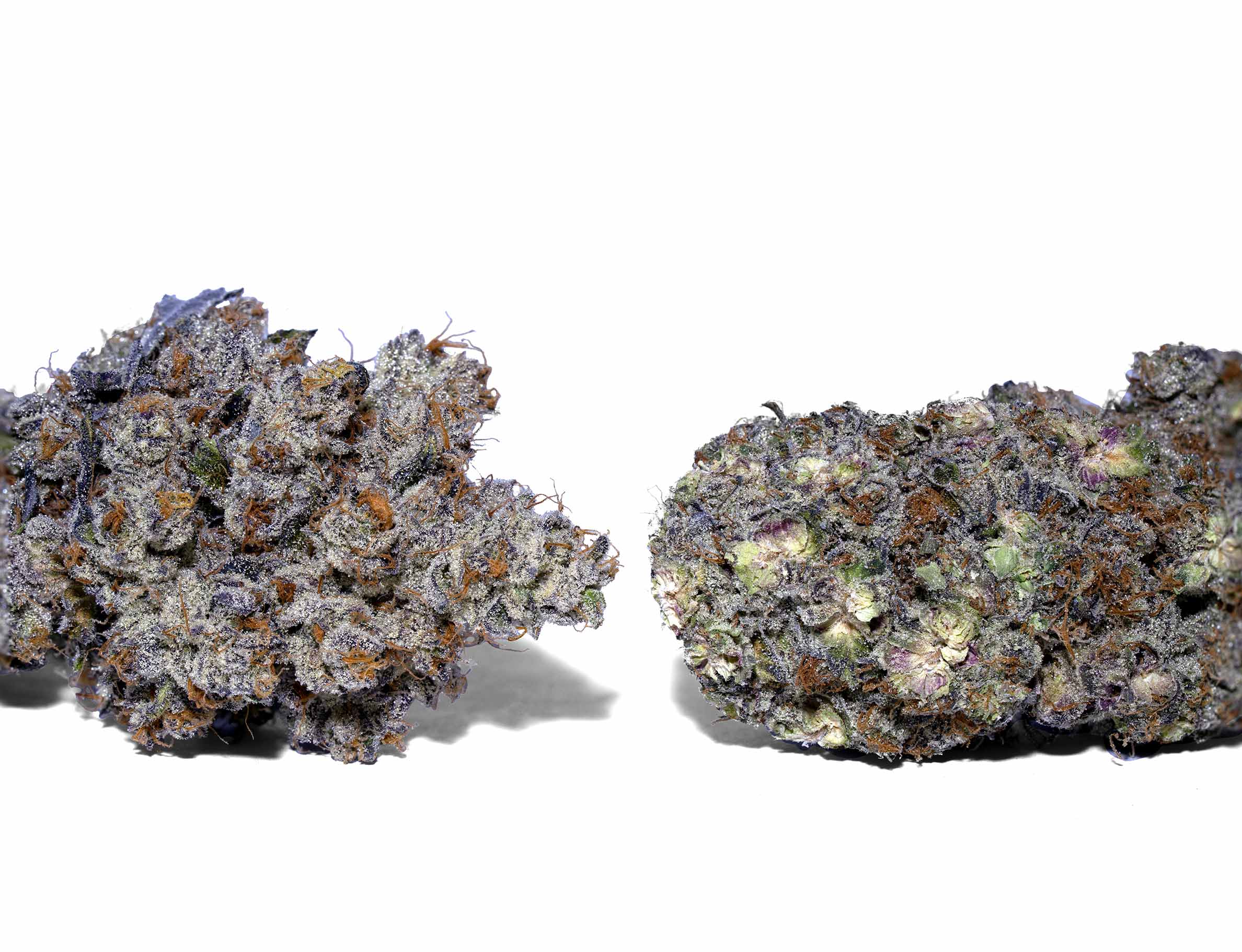Hand-trimmed vs machine-trimmed cannabis buds showing the difference in quality and trichome preservation