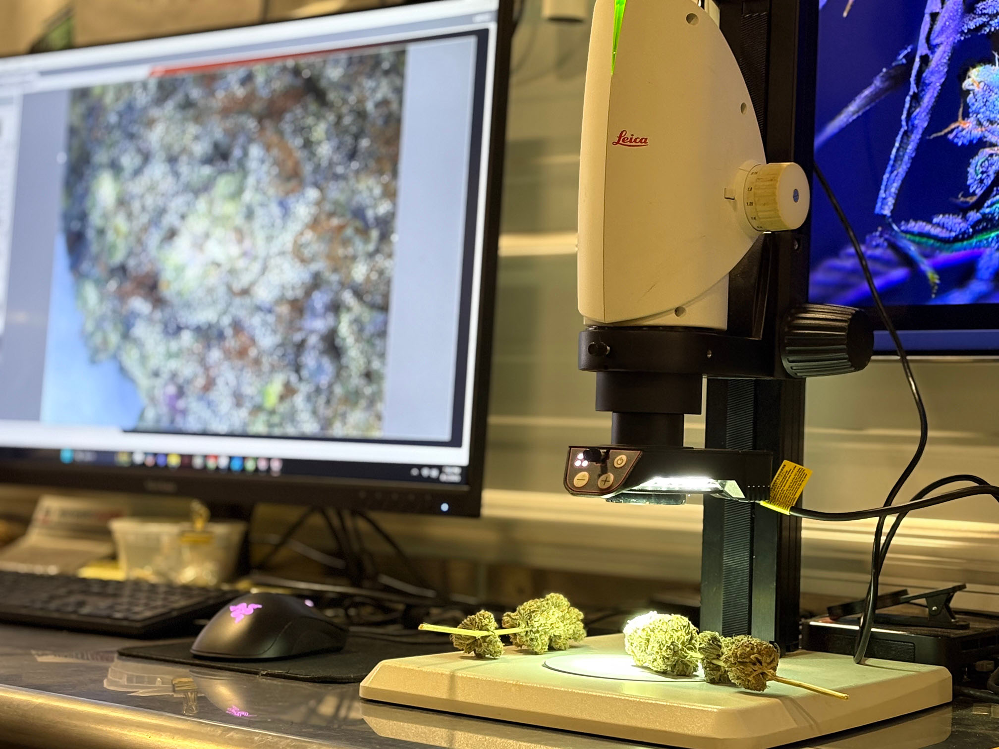 Weedys cultivation team inspecting flower under a Leica microscope to monitor trichome density and maturation