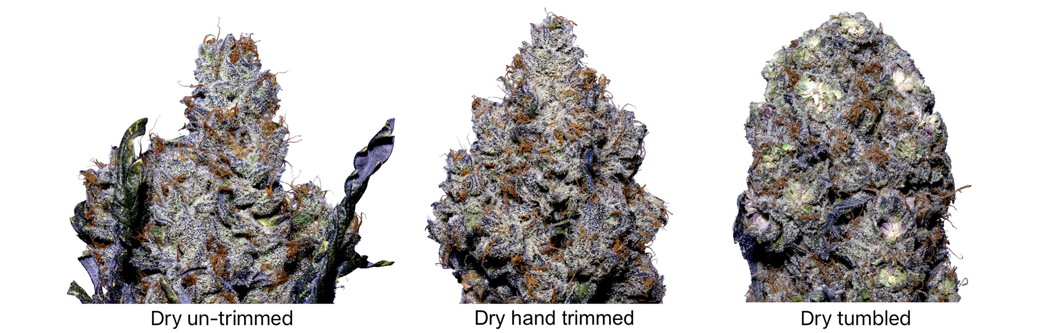 Comparison of untrimmed, hand-trimmed, and machine-tumbled cannabis buds